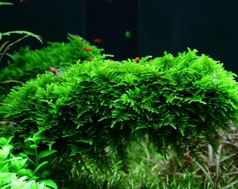 Java Moss Live Aquarium Aquatic Plants Carpet Shrimp Fry Tropical Fish Tank