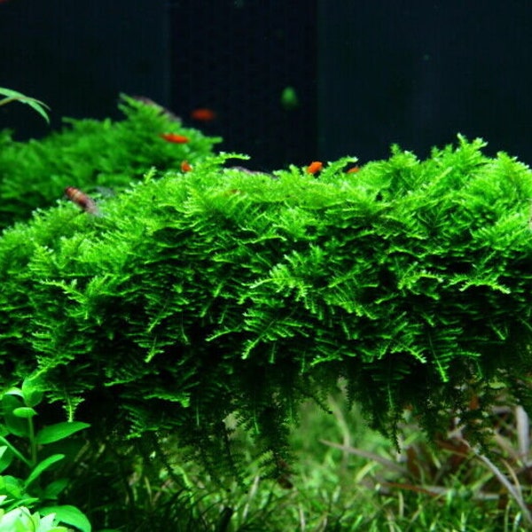 Java Moss Live Aquarium Aquatic Plants Carpet Shrimp Fry Tropical Fish Tank