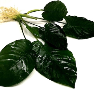 May include: A plant with large, glossy, dark green leaves and a cluster of light brown roots. The leaves have a prominent veined texture and are arranged around the central stem. The background is plain white.