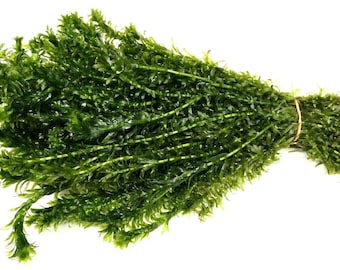 Elodea Densa Stems Oxygenating Pond Weed Live Aquarium Aquatic Plant Coldwater Fish Tank