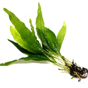May include: A close-up of a green aquatic plant with long, slender leaves. The plant has a cluster of roots at the base, and the leaves are a rich, healthy green colour. Suitable for aquarium decoration.
