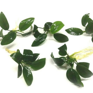 May include: A collection of dark green aquatic plants with oval leaves and visible roots are shown against a white backdrop. The leaves have a glossy texture, and the plants appear fresh. The image presents a selection of aquatic plants.