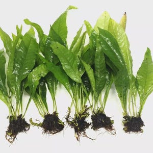 May include: Several Java Fern plants with bright green, elongated leaves and exposed roots. The plants are displayed on a white surface, highlighting their fresh condition. Suitable for aquatic or terrarium environments.