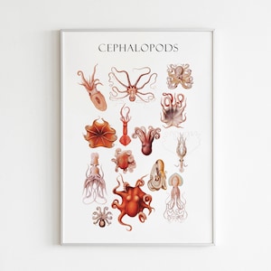 Cephalopods poster, octopus art, oceanographic poster, sea life print, octopus poster, kitchen wall decor, sea wall decor, sea animal