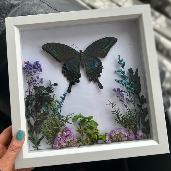 Alpine Black Swallowtail Shadow Box Frame