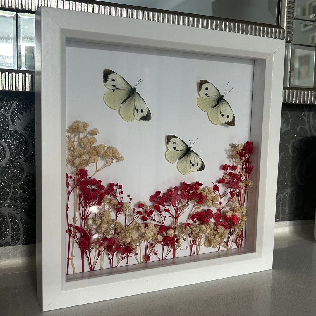 Large White Butterfly Shadow Box Frame - Etsy UK