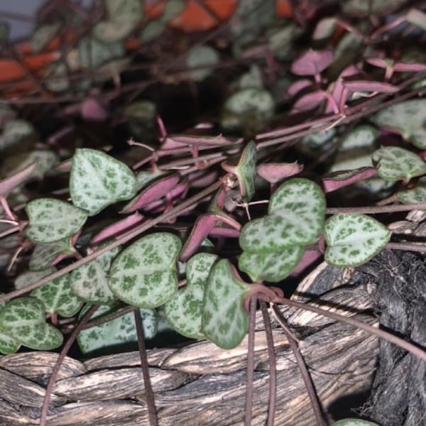 Cuttings from variegated string of hearts plant