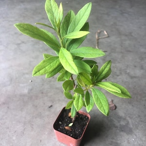 May include: A small green plant with large leaves growing in a brown plastic pot. The plant is on a gray concrete surface.
