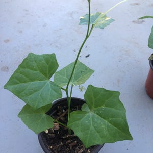 May include: A potted plant with large, green, heart-shaped leaves and a slender stem. The plant is in a small, dark brown plastic pot. The leaves have a slightly textured surface and visible veins. The plant is set against a light gray background.