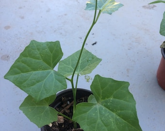 A ivy gourd plants in a 4" pot/ Coccinia Grandis Indica/Kundru/Tendli/Donda Kayaorganic /vine