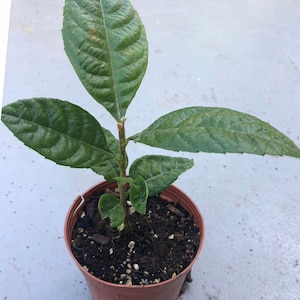 a one year loquat tree live in a 4’’ pot/ 8”-10”high