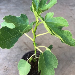 A one year live fig plant in a 4” pot 10”-12”tall/Dottato (Kadota)large fruit/ growing from cuttings