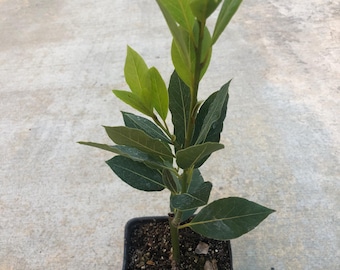 May include: A small potted bay laurel tree with green leaves in a black plastic pot. The plant is growing in dark brown soil.