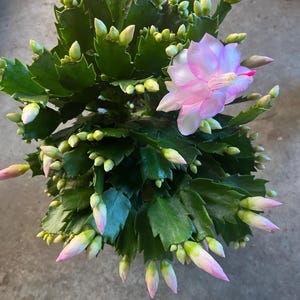 Christmas cactus live plants in a 2” 4”,6” pot / red, pink, white, purple,orange flowers