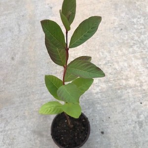 a one year guava tree live in a 4’’ pot/pink inside/ 10”high