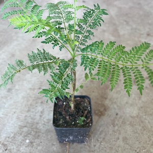 May include: A small green plant with feathery leaves growing in a black plastic pot. The plant is on a gray concrete surface.