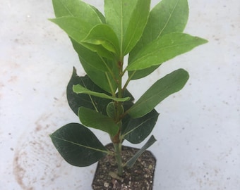 May include: A small bay laurel plant with vibrant green, pointed, oval-shaped leaves growing from a central woody stem. The plant is potted in a square black plastic container filled with dark potting soil containing visible perlite particles.