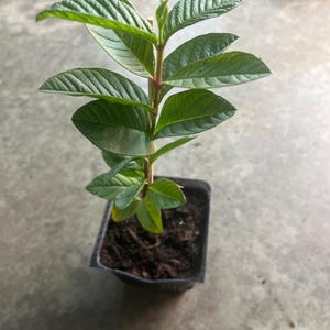 May include: A small guava plant in a square black plastic pot. The plant has several vibrant green leaves and a reddish-brown stem. The soil is dark brown. The plant is set against a neutral gray background.
