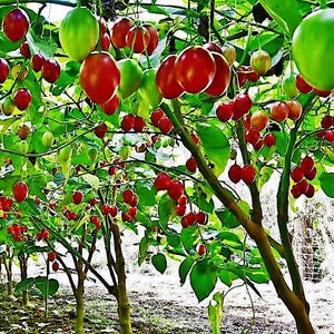 May include: A tamarillo tree laden with numerous egg-shaped fruits in various stages of ripening, transitioning from vibrant green to deep red. The tree features thick, woody branches and broad, lush green leaves, with the fruits hanging in clusters.