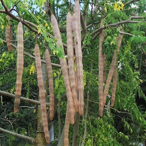 May include: A Moringa oleifera tree featuring long, slender, light brown seed pods hanging vertically from thin branches. The tree has small, bright green, compound leaves scattered throughout the canopy, with some yellowing foliage visible.