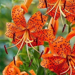 May include: Close-up of vibrant orange tiger lilies with black spots. The petals are open, revealing long, white stamens with dark red tips. Green leaves provide a contrasting backdrop, highlighting the flowers' intricate details and natural beauty.