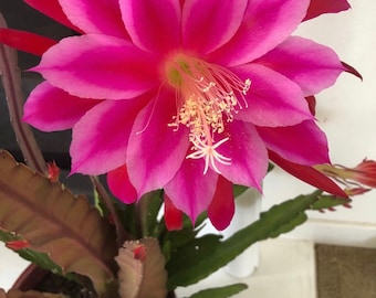 2 Branch of bare roots gradient pink Epiphyllum/huge noid Epiphyllum red/cuttings, orchid cactus. live Epiphyllum shipped in 4'' pot