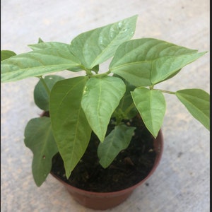 2 Bean plants in a 4" pot /Yard Long Green / None GMO / Organic