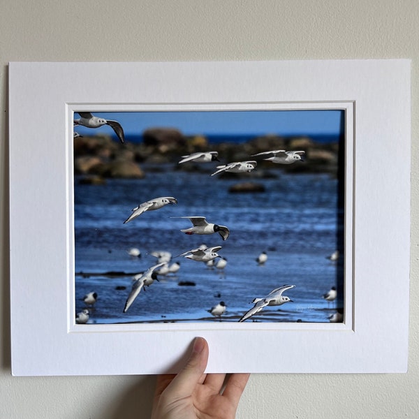 Fine Photography Print Bonaparte’s Gull Ocean Wildlife Photo Art