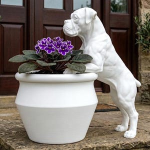 May include: A white planter pot featuring a sculpted white boxer dog figure leaning against its side. The pot contains a potted African violet plant with dark green leaves and vibrant purple flowers with white edges.