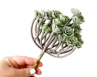 Fake succulents - Succulent Bush Pick with 33 Flocked Mini Succulents in Green - Succulent, Succulents, Artificial Flowers - ITEM 1646