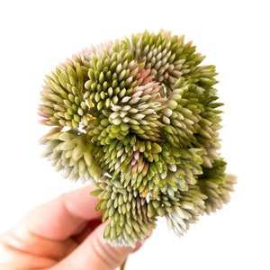 Fake Succulents - ONE Artificial Sedum Succulent Pick in Green and Purple - Succulent, Succulents, Artificial Flowers, Sedum - ITEM 1674