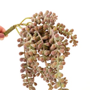Fake Succulents - Donkey Tail, Hanging Sedum Stonecrop Succulent Pick in Frosted Burgundy Green - Succulent, Artificial Flowers - ITEM 1574