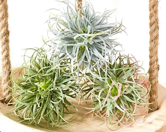 エアグラスプラント多肉植物オーブ - 多肉植物オーブ - 色を選択 - エアプラントオーブ - ウェディングデザイン