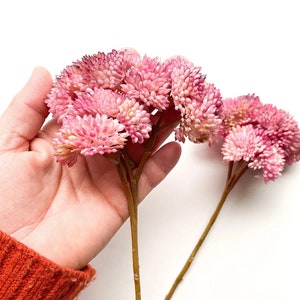 Fake Succulents - ONE Artificial Sedum Succulent Pick in Pink Tones - Succulent, Succulents, Artificial Flowers - ITEM 1653