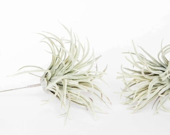 One Two Tone Green Gray Artificial Air Plant Tillandsia Succulent on Pick - Succulent, Succulents, Air Plant, Fake Succulent - ITEM 1664