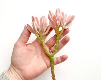 Fake Succulents - Soft Pink Artificial Succulent - Succulent, Succulents, Artificial Flowers - ITEM 01677