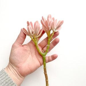 Fake Succulents - Soft Pink Artificial Succulent - Succulent, Succulents, Artificial Flowers - ITEM 1588