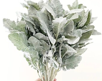 Flocked Dusty Miller Stem: 18" Faux Silver Oak Leaf Filler