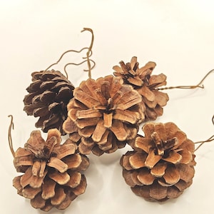 May include: Several brown pine cones with wire stems. The cones vary in size and shape, displaying open scales. The background is a plain white surface.