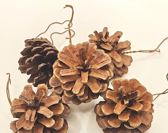 5 Large Pre-Wired Natural Pinecones in Brown - ITEM