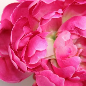 Peut inclure: Gros plan sur une pivoine rose vif avec de multiples couches de p&eacute;tales.