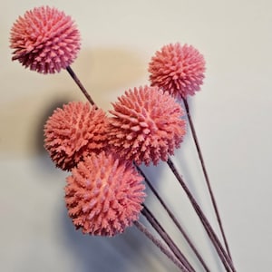 Op de afbeelding: Een boeket van vijf roze gedroogde bloemstelen met pluche ronde bloemkoppen.