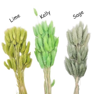 50 Dried Bunny Tail Rabbit Grass Stems - Lagurus Grass - CHOOSE C0LOR ...