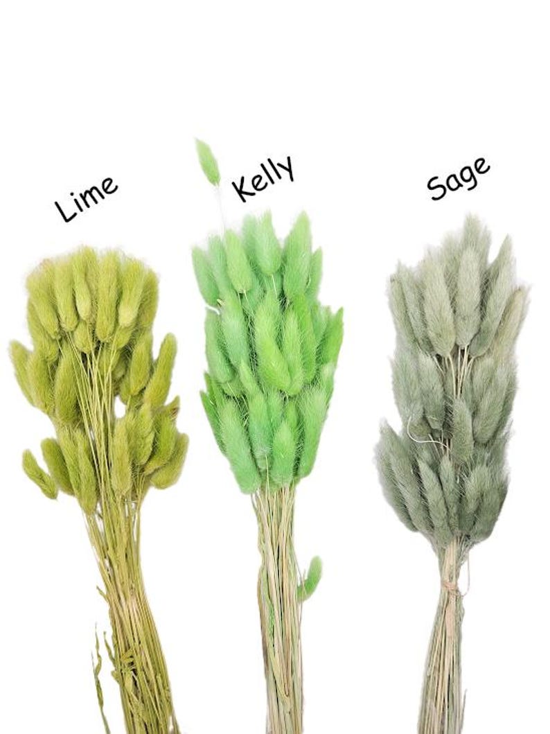 May include: Three bunches of dried bunny tail grass in different colors: lime green, Kelly green, and sage green. The text "Lime", "Kelly", and "Sage" is written above each bunch.