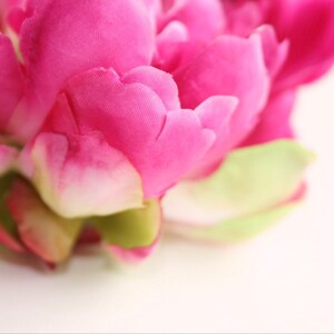 Peut inclure: Gros plan sur une fleur de pivoine rose aux p&eacute;tales doux. La fleur est nette, tandis que l'arri&egrave;re-plan est flou.