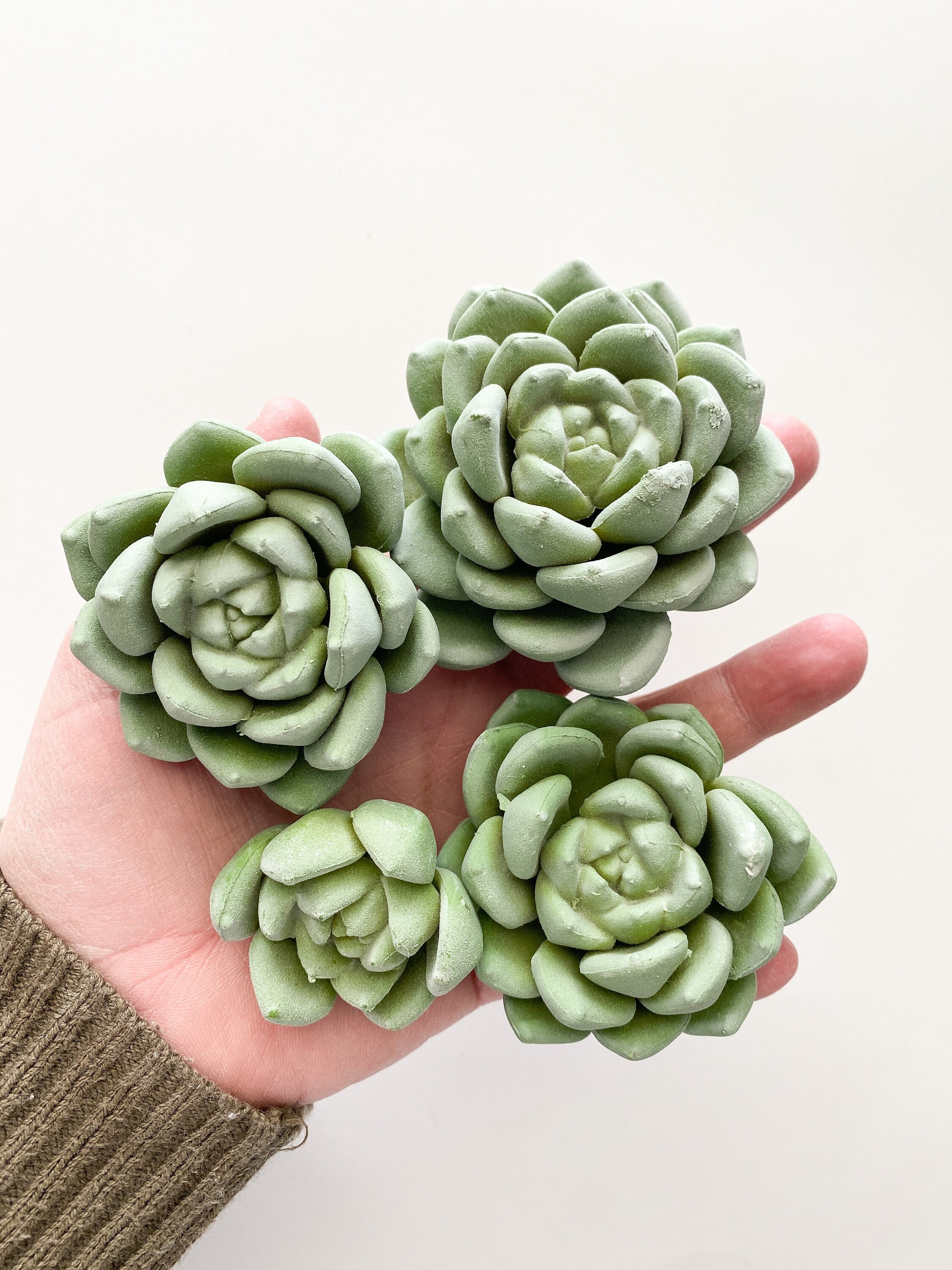 SimplySerraFlorals - Etsy 日本