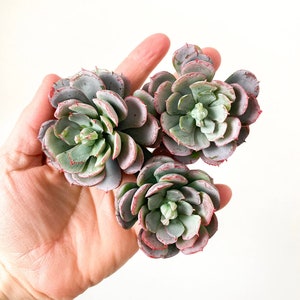May include: Three small succulent plants with green leaves and red edges, held in a hand against a white background.