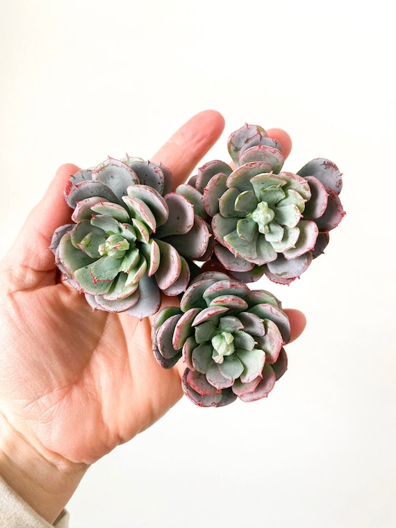 purple zz plant Black Raven ZZ Plant For Sale Including Care Guide Medium / Grower / Varies