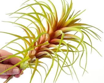 One Larger Green and Reddish Artificial Succulent - Succulent, Succulents, Air Plant, Fake Succulent - ITEM 01601