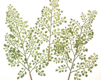 3 Maidenhair Fern Stems in Green  - ITEM 1547